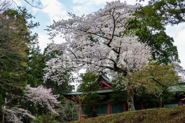 塩釜神社の桜⒃ 塩釜神社,陸奥国一宮,重要文化財の写真素材