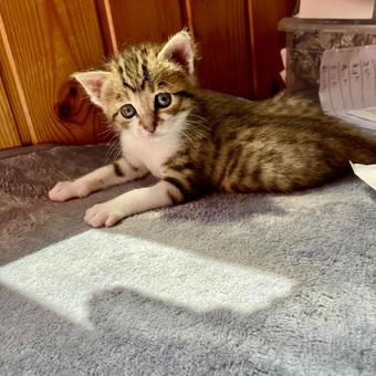 日向ぼっこ 日向ぼっこ 子猫,猫,キャットの写真素材