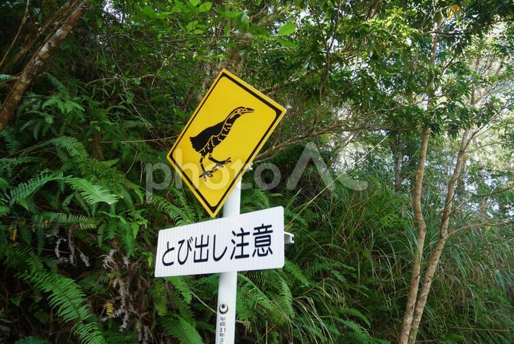 飛び出し注意　ヤンバルクイナ　飛び出し　 飛び出し,標識,注意の写真素材