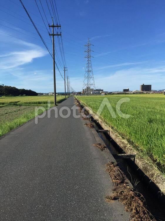 田んぼに挟まれた道路 道路,田んぼ,稲作の写真素材