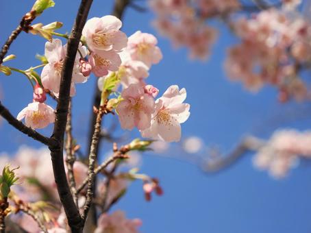 桜_右向き 桜_右向きの写真