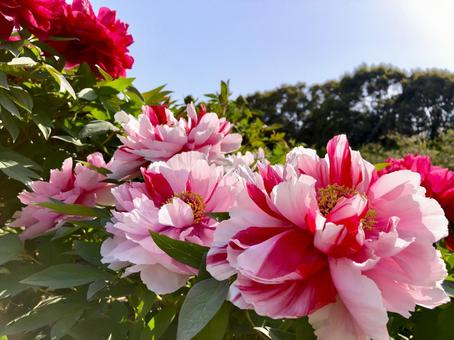 ボタンの花　二色咲き　 牡丹,ボタン,ぼたんの写真素材