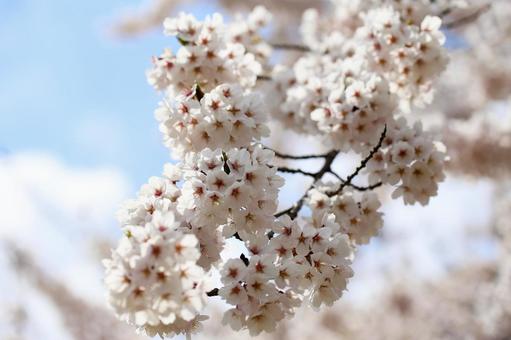 青空に溶け込む美しい桜の花 青空に溶け込む美しい桜の花の写真