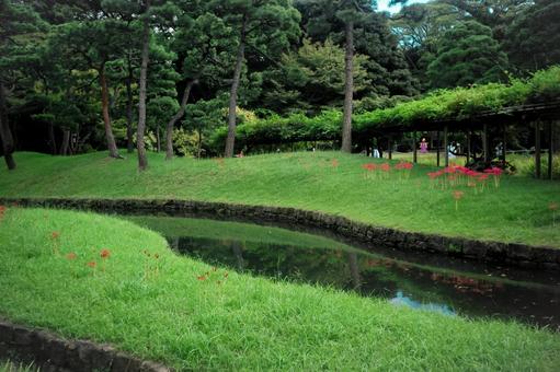 庭園の池と彼岸花 庭園の池と彼岸花の写真