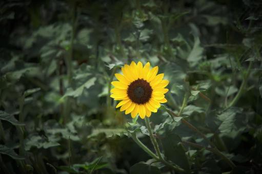 夏の日差しを浴びる黄色い花 夏の日差しを浴びる黄色い花の写真