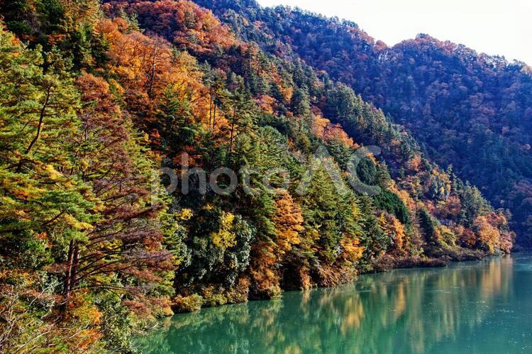 飯田線・急行秘境駅号の秋旅 黄葉,紅葉,景色の写真素材
