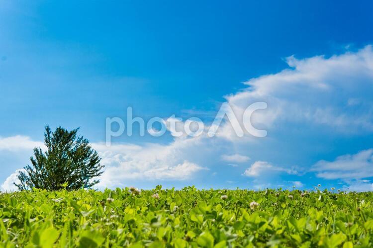 夏の空と草原 草原,夏空,太陽光の写真素材