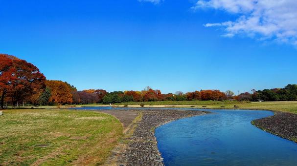 水元公園の紅葉・広場＆池（東京都葛飾区） 秋,水元公園,紅葉の写真素材