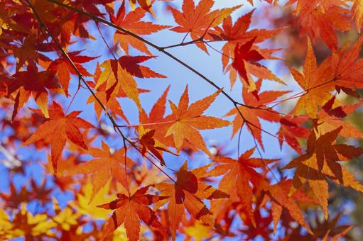 紅葉 紅葉 紅葉,背景,秋の写真素材