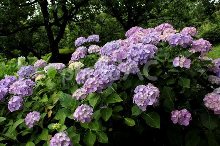 雨の中のアジサイ アジサイ,あじさい,紫陽花の写真素材