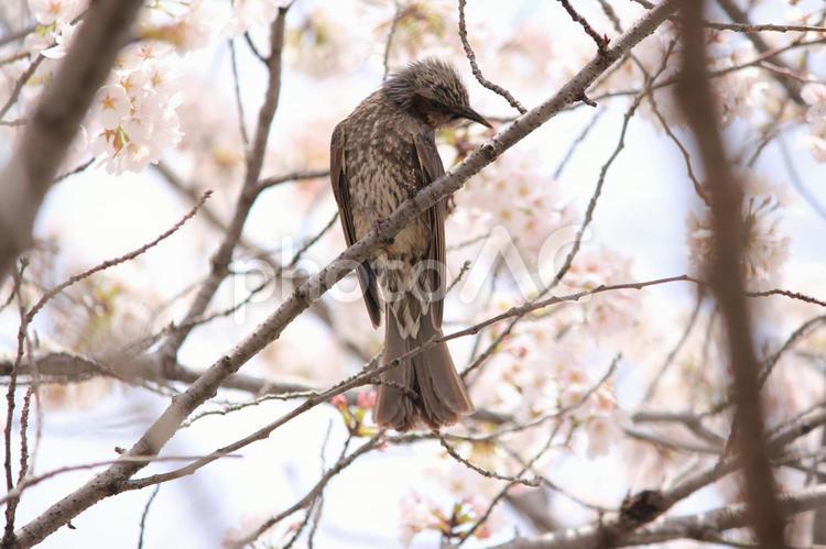 ヒヨドリと桜 鳥,ヒヨドリ,桜の写真素材