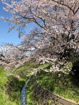 桜の景色 桜の景色 桜,道,春の写真素材