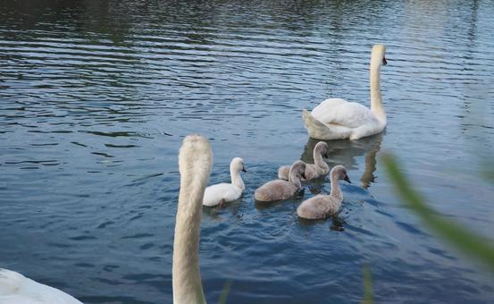 家族を追いかける白鳥 家族を追いかける白鳥 ハクチョウ,白鳥,鳥の写真素材