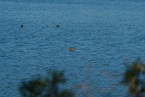 池を優雅に泳ぐマガモのメス マガモ,鴨,水鳥の写真素材