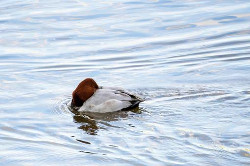 ホシハジロ⑴の写真