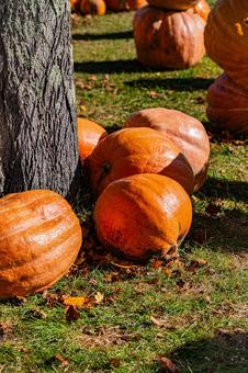 北海道　大沼国定公園　秋の風景 ハロウィン,カボチャ,秋の写真素材