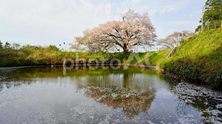 一本桜リフレクション 桜,春,風景の写真素材