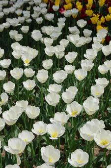 チューリップの写真