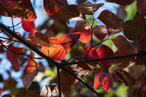 紅葉したハナミズキの葉 花水木,10月,11月の写真素材