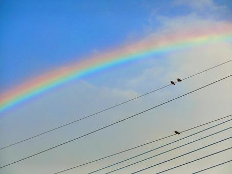 虹と電線にとまる鳥 虹と電線にとまる鳥 虹,雨上がり,鳥の写真素材