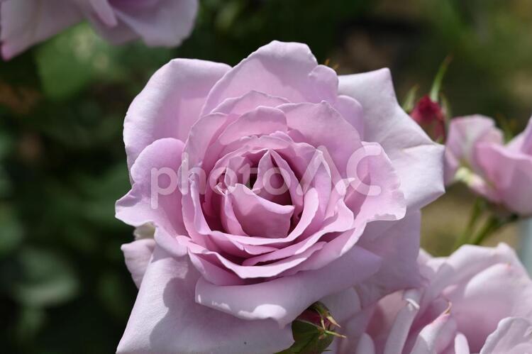 自家栽培の薔薇 薔薇,自家栽培,ピンクの写真素材