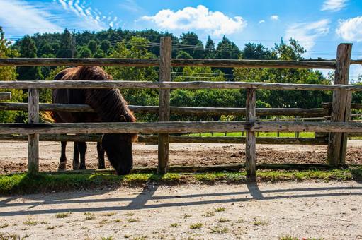 牧場の馬 牧場の馬 馬,ウマ,ホースの写真素材