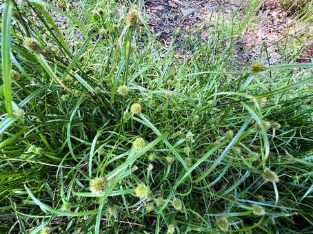 秋のヒメクグ 秋のヒメクグ ヒメクグ,緑,野草の写真素材