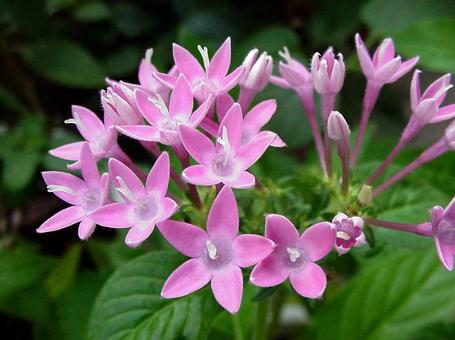 Photo, a flower, spring, summer, and fall, pink color, 