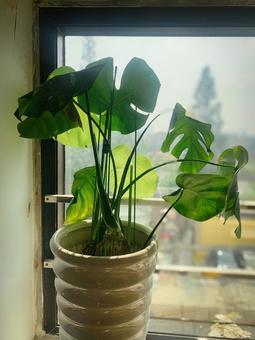 窓辺で光を浴びる観葉植物モンステラ 窓辺で光を浴びる観葉植物モンステラ モンステラ,観葉植物,窓辺の写真素材