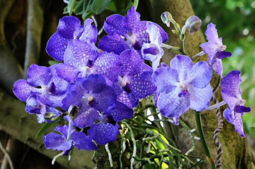 ラン１７（咲くやこの花館） ラン,花,可愛いの写真素材