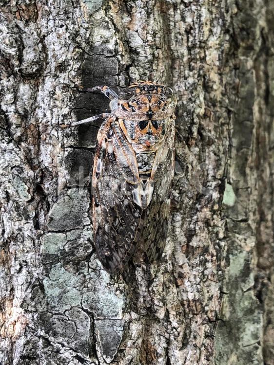 見つけにくいセミ　ニイニイゼミ ニイニイゼミ,セミ,昆虫の写真素材