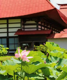 稲泉寺の蓮6 稲泉寺の蓮6の写真