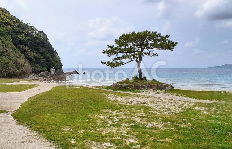 福江島高浜海水浴場(五島列島) 海,砂,松の写真素材