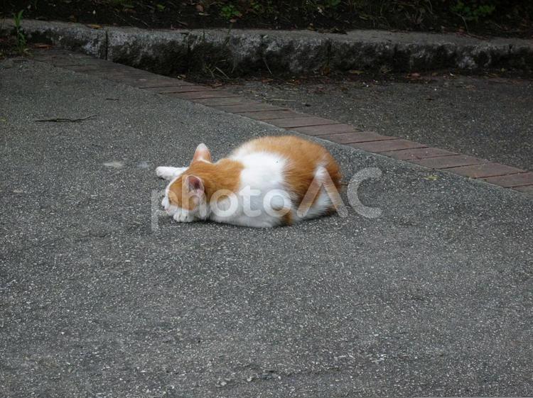 猫　茶白　寝転ぶ 猫,野良猫,茶白の写真素材