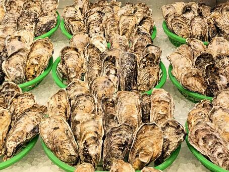 カゴ盛の牡蠣 牡蠣,カキ,かきの写真素材