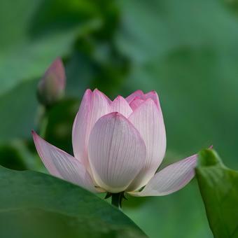 蓮の花 蓮の花 ハス,蓮沼,花の写真素材