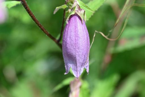 榛名ユウスゲの道で撮ったヤマホタルブクロの写真