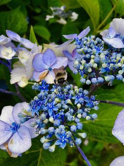 あじさいとハチ あじさいとハチ 紫陽花,花,自然の写真素材