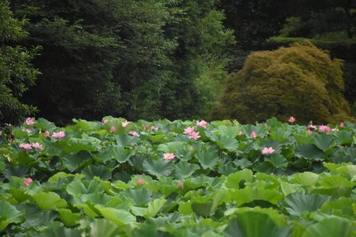 小暑過ぎの町田市野津田町のハス田の大賀蓮 小暑過ぎの町田市野津田町のハス田の大賀蓮の写真