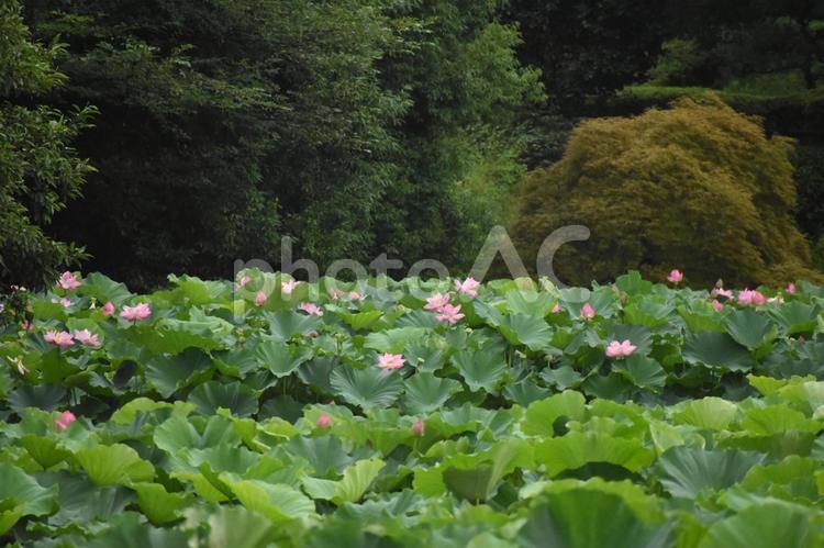 小暑過ぎの町田市野津田町のハス田の大賀蓮 ハス,蓮,大賀蓮の写真素材