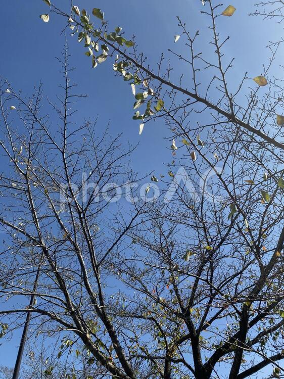 葉が落ちた木 木,葉,枝の写真素材