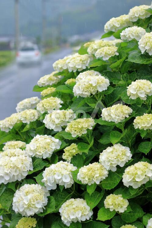 アジサイと車 アジサイ,花,植物の写真素材