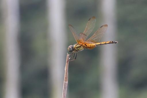 休息するベニトンボ　やんばるの森 トンボ,昆虫,沖縄県国頭村の写真素材