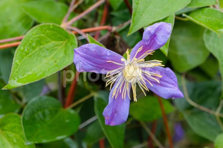 雨粒光る紫のクレマチス クレマチス,紫,花の写真素材