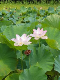 蓮(ハス) 蓮(ハス)の写真