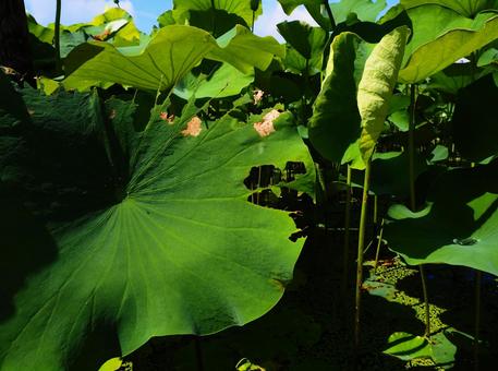 行田―傷つき破れた蓮の葉 行田―傷つき破れた蓮の葉 行田,古代蓮の里,花の写真素材