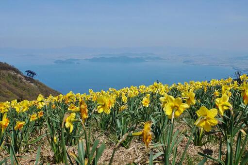 Yellow daffodil of Lake Biwa Valley, biwako valley, otsu city, high place, JPG