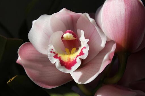 シンビジウム・ラン　クローズアップ 美しい,鮮やか,冬の写真素材