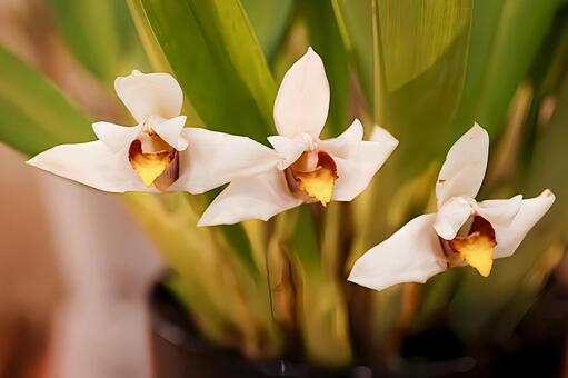 マキシラリア　サンデリアナ 洋ラン,洋蘭,洋らんの写真素材