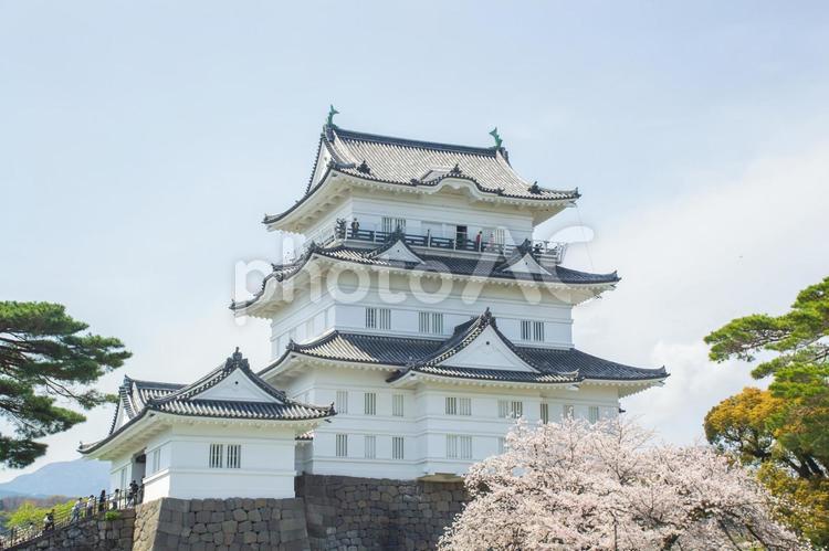 小田原城天守閣と桜 小田原城,桜,春の写真素材